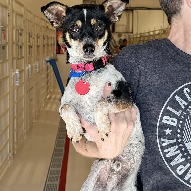 An adult small-sized male Jack Russell Terrier dog named Pumpkin for adoption in Chicago, IL