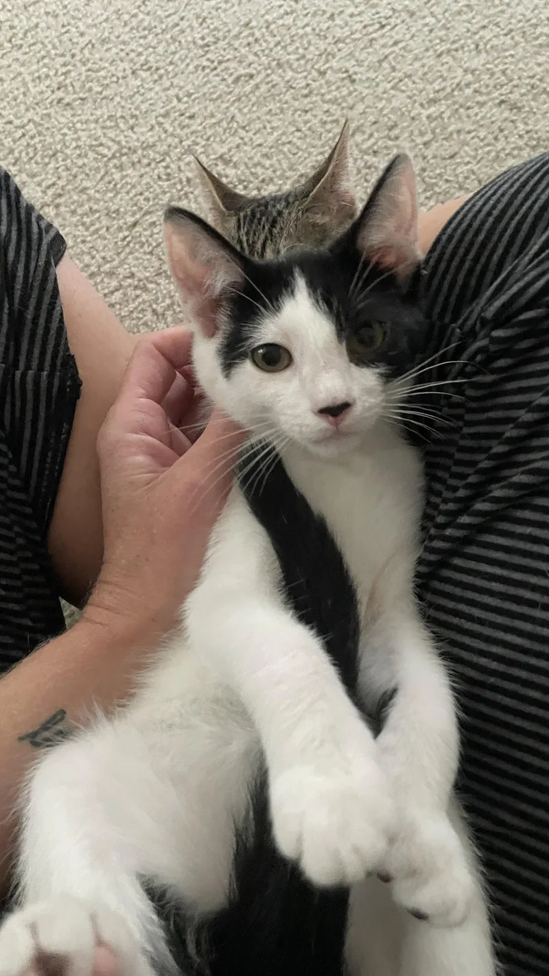 A young medium-sized male Black & White / Tuxedo Domestic Short Hair cat named Johnathan for adoption in Lake Saint Louis, MO
