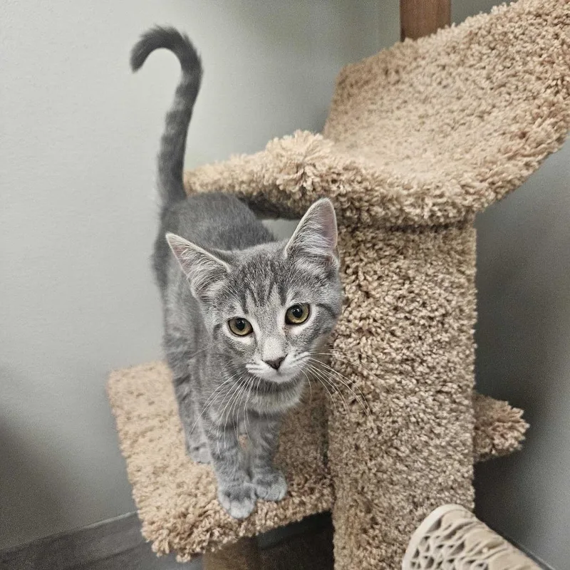 A baby small-sized female Gray / Blue / Silver Domestic Short Hair cat named Rosa for adoption in Newark, DE