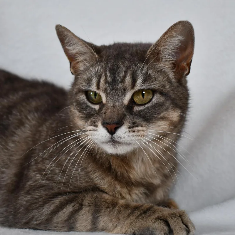 An adult medium-sized female Gray / Blue / Silver Domestic Short Hair cat named Katara for adoption in Johnson City, TN