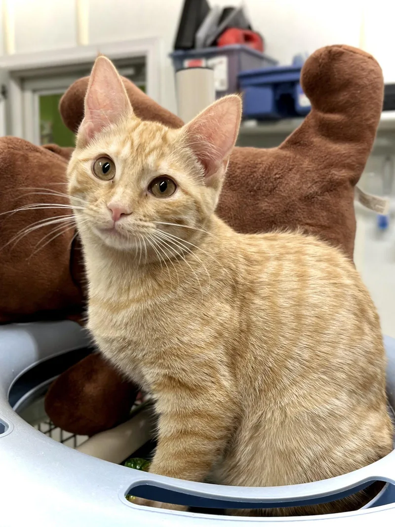 A baby medium-sized female Orange / Red Domestic Short Hair cat named Button for adoption in Estherville, IA