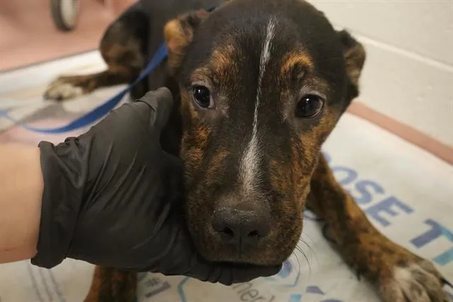 A baby small-sized male Mixed Breed dog named Beaver for adoption in Columbia, SC