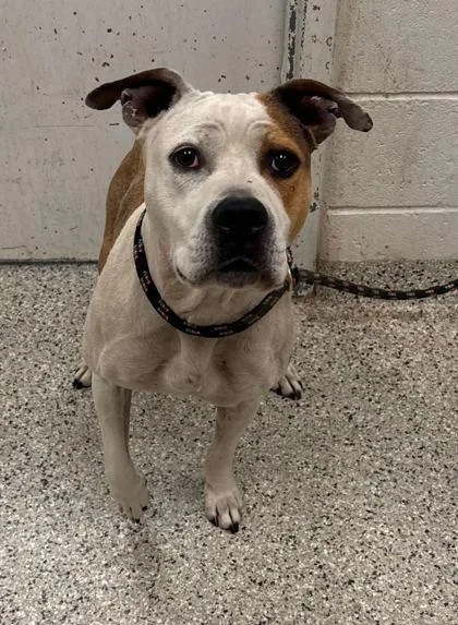 An adult large-sized female Yellow / Tan / Blond / Fawn Pit Bull Terrier dog named Bronwyn for adoption in Kansas City, MO