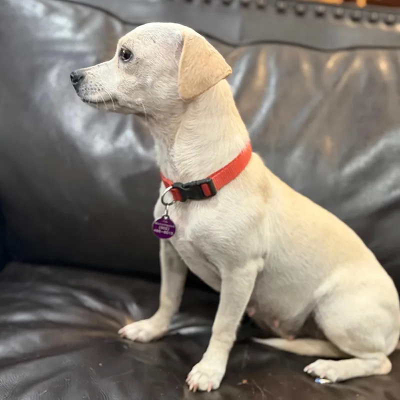 An adult small-sized female Yellow / Tan / Blond / Fawn Chihuahua dog named Opal for adoption in Phoenix, AZ