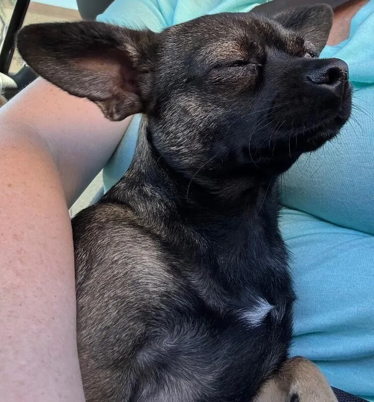 An adult small-sized female Black Chihuahua dog named Millie for adoption in Anthem, AZ