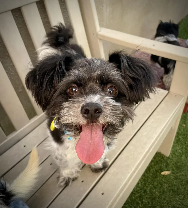 An adult small-sized male White / Cream Shih Tzu dog named Quiche for adoption in Phoenix, AZ