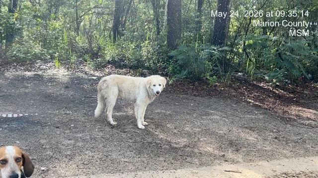 A young large-sized male Great Pyrenees dog named Newt for adoption in Ocala, FL