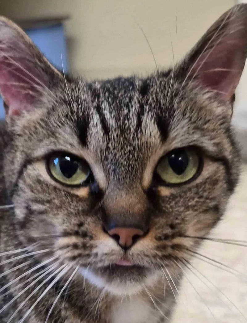 An adult medium-sized female Domestic Short Hair cat named Ellery for adoption in Sterling, MA