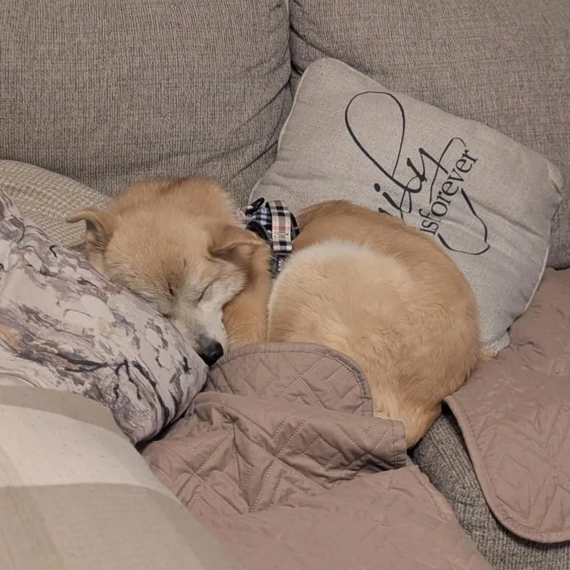 A young medium-sized male Jindo dog named Nacho for adoption in Duluth, GA
