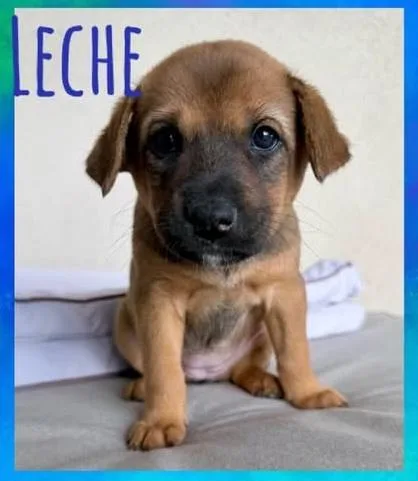Leche