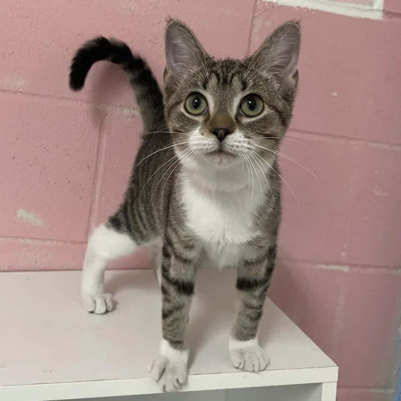 A baby small-sized female Brown / Chocolate Domestic Short Hair cat named Venus for adoption in Laredo, TX