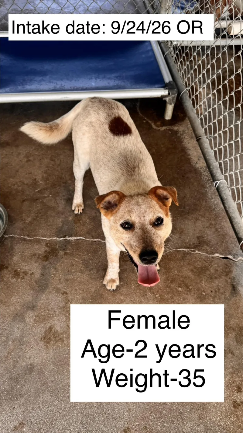 An adult medium-sized female Australian Cattle Dog / Blue Heeler dog named Reba for adoption in Bradenton, FL