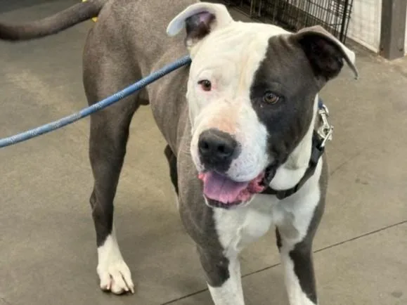 An adult large-sized male Staffordshire Bull Terrier dog named Lenny for adoption in Chatsworth, CA
