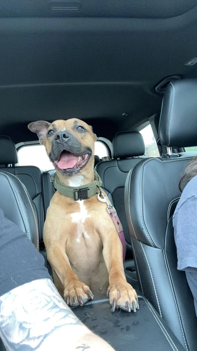 An adult medium-sized female Brown / Chocolate Mixed Breed dog named Athena for adoption in Joliet, IL