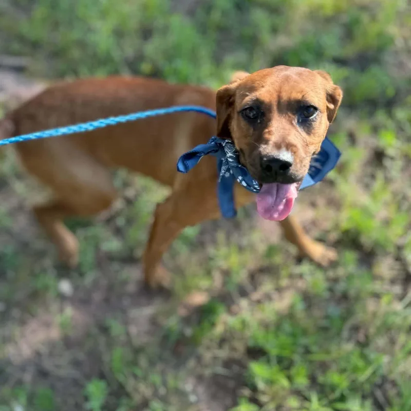 A baby medium-sized female Golden Chiweenie dog named Brooklyn for adoption in Spring, TX