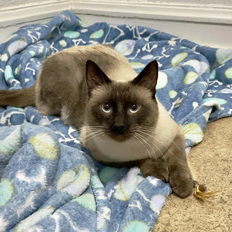 An adult medium-sized male Smoke Siamese cat named Sebastian for adoption in Chicago, IL