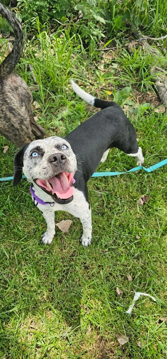 A young medium-sized female Husky dog named Frankie for adoption in Du Quoin, IL