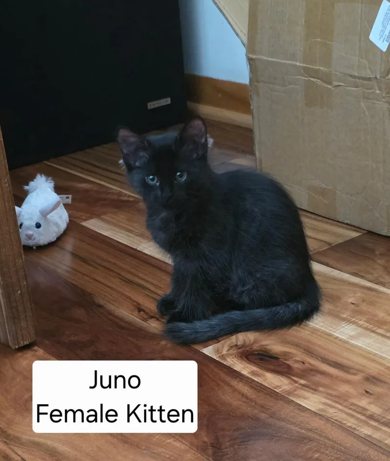Juno