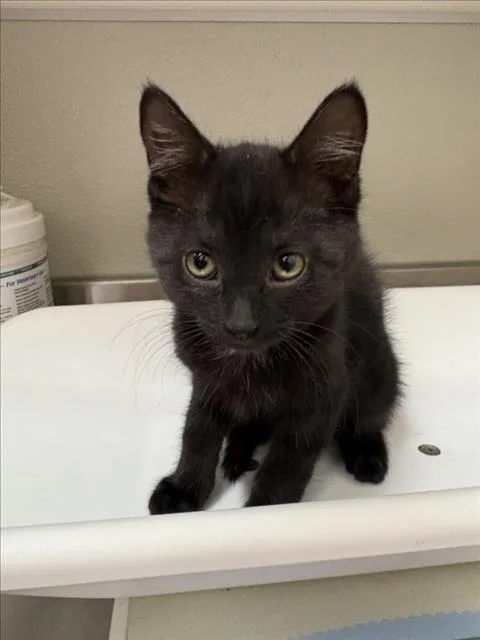 A baby small-sized male Domestic Short Hair cat named Tom for adoption in Tracy, CA