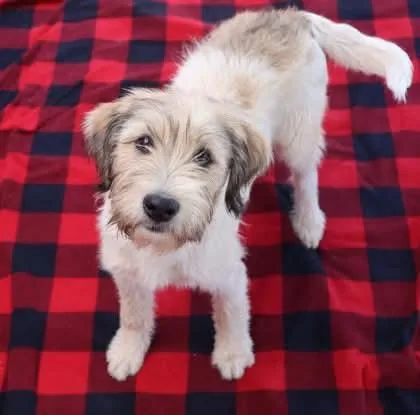 A young medium-sized female Wheaten Terrier dog named Thelma Athens for adoption in Rockaway, NJ