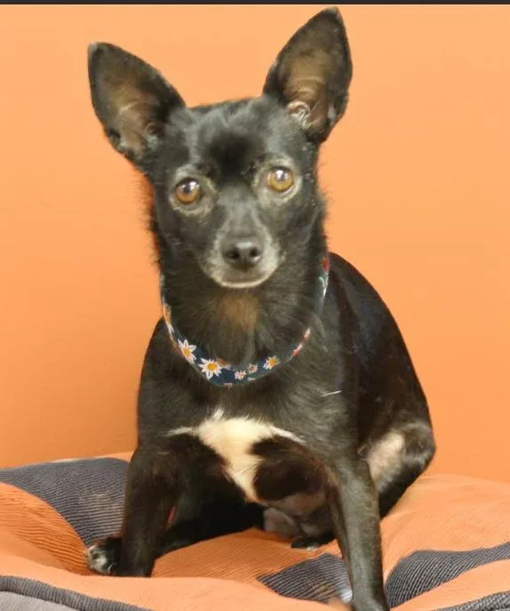 A young small-sized female Chihuahua dog named Basil In Tx for adoption in Cranston, RI