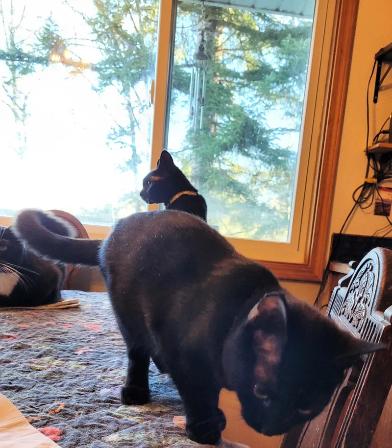 Meet Marnie: A Gentle thumbnail 2