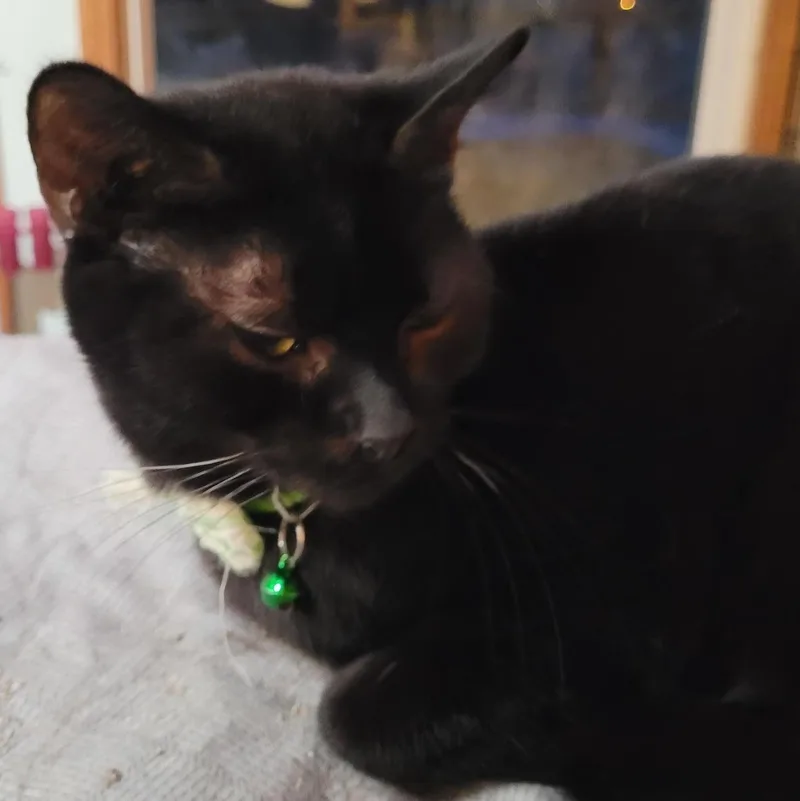 An adult small-sized female Black Domestic Short Hair cat named Meet Marnie: A Gentle for adoption in Toledo, OR