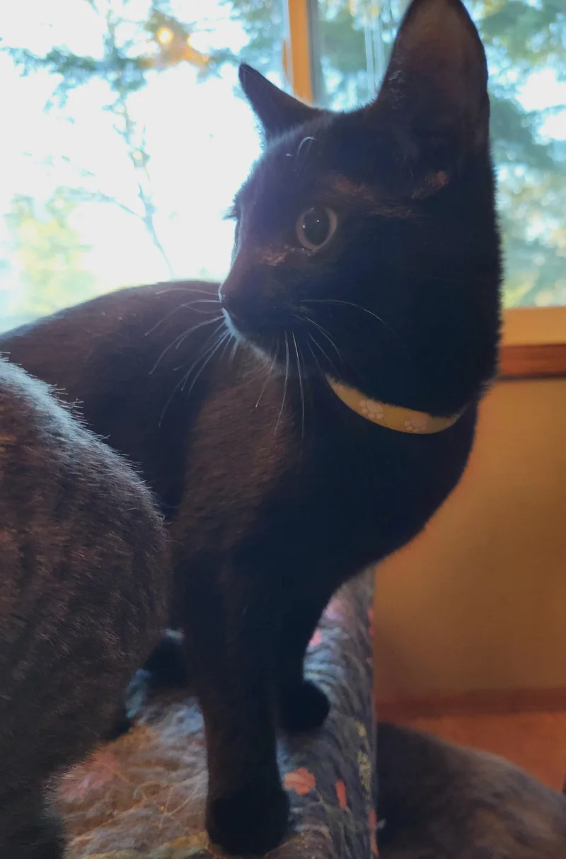 Meet Marnie: A Gentle thumbnail 3