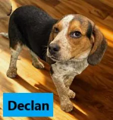 Declan