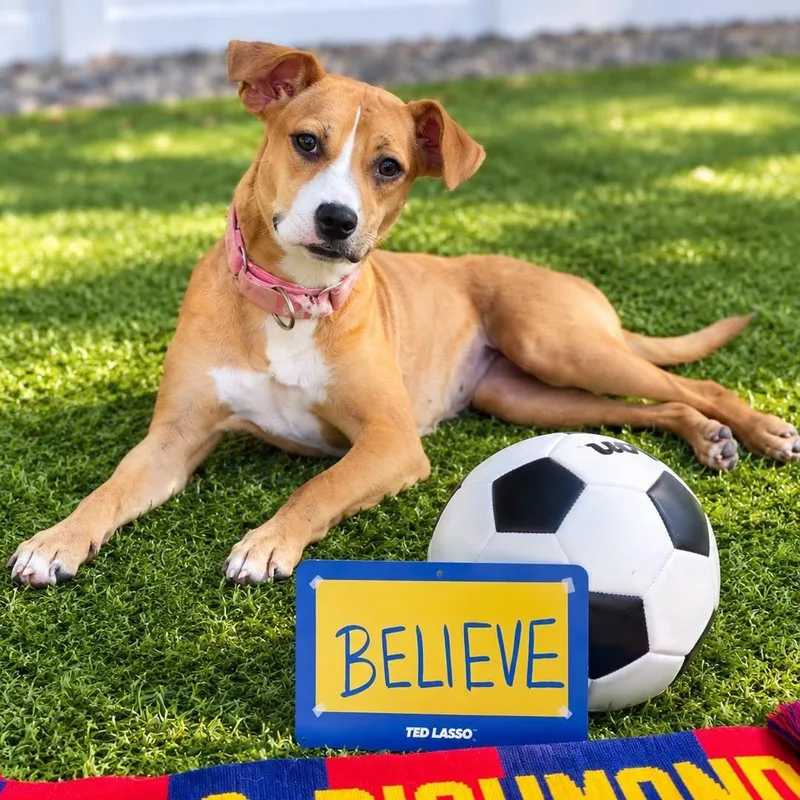 A young medium-sized female Brown / Chocolate Mixed Breed dog named Nora for adoption in Cranston, RI