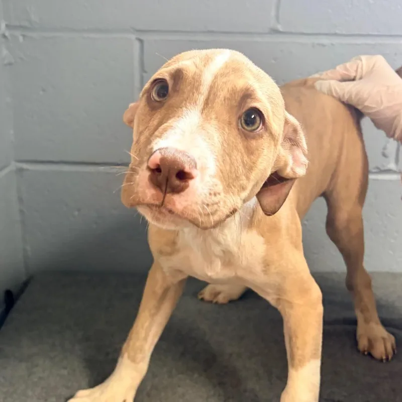 A baby small-sized male Yellow / Tan / Blond / Fawn Pit Bull Terrier dog named Barrett for adoption in Belleville, IL