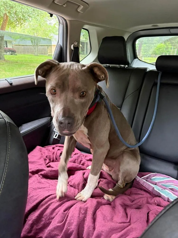 An adult medium-sized female Pit Bull Terrier dog named Gypsy Rae for adoption in Silsbee, TX