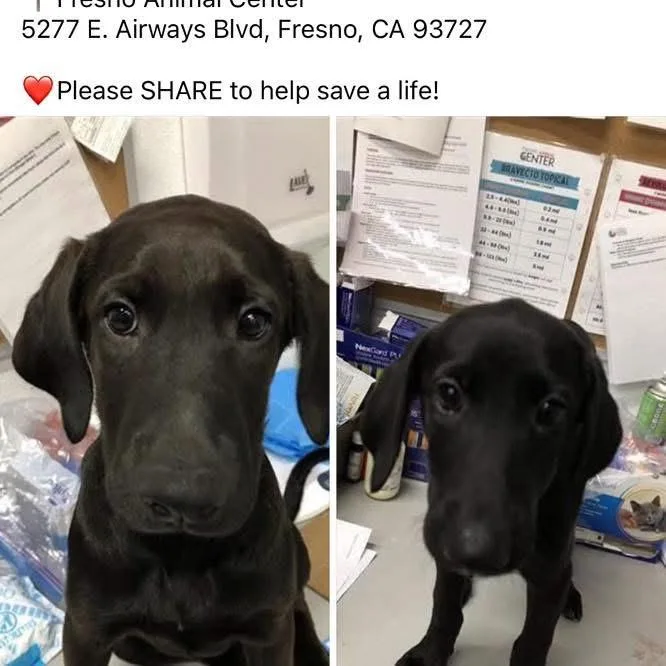 A young medium-sized female Black Labrador Retriever dog named Scout for adoption in Concord, CA