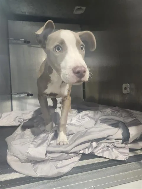 A baby small-sized female American Staffordshire Terrier dog named Honey for adoption in San Antonio, TX