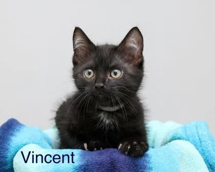 Vincent