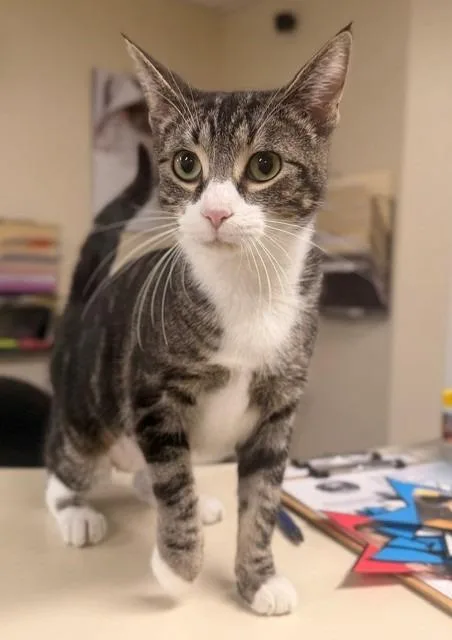 A young medium-sized female Domestic Short Hair cat named Mocha for adoption in Ladysmith, WI