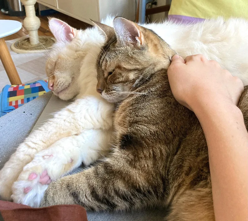 A young medium-sized female Domestic Short Hair cat named Raisinette for adoption in Brooklyn, NY