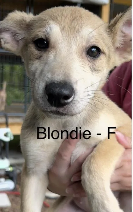 A baby large-sized female Yellow / Tan / Blond / Fawn Labrador Retriever dog named Blondie for adoption in Parma, OH