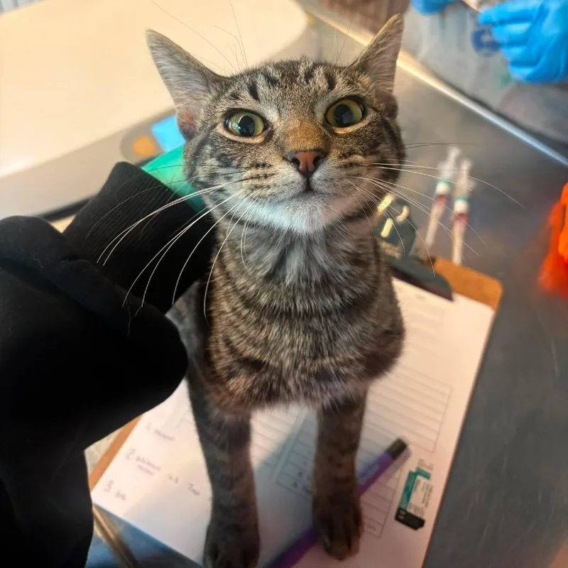 An adult small-sized male Brown / Chocolate Domestic Short Hair cat named Barber for adoption in Huntington, WV