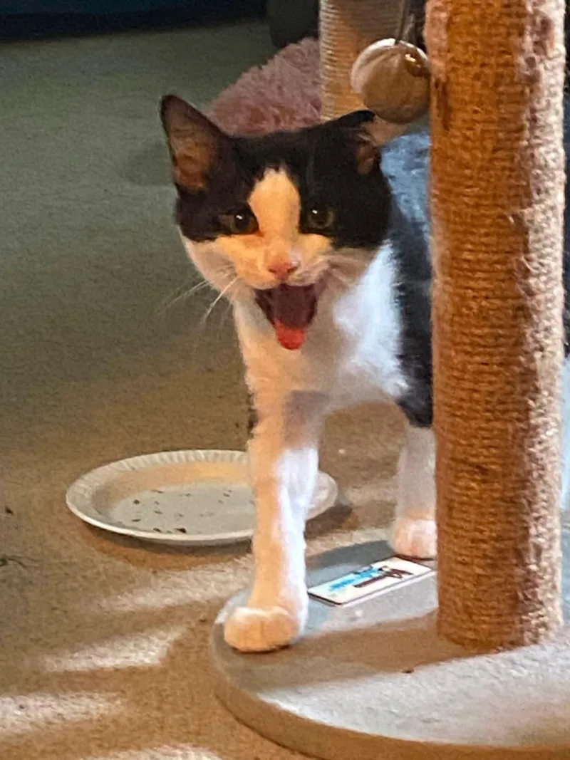 A baby medium-sized male Black & White / Tuxedo Domestic Short Hair cat named Mini for adoption in Carnegie, PA