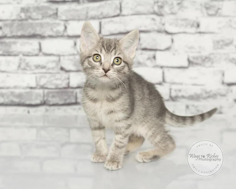 A baby medium-sized female Tabby (Gray / Blue / Silver) Domestic Short Hair cat named Lurleen for adoption in Tuscaloosa, AL