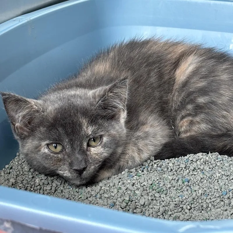 A baby small-sized female Tortoiseshell Domestic Short Hair cat named Hoppy for adoption in Springfield, MA