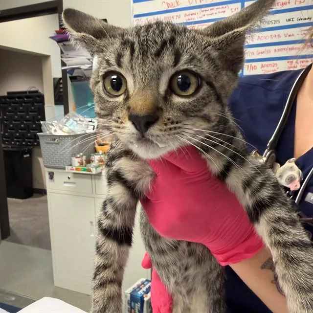 A baby small-sized male Domestic Short Hair cat named Bumblebee for adoption in Ontario, CA
