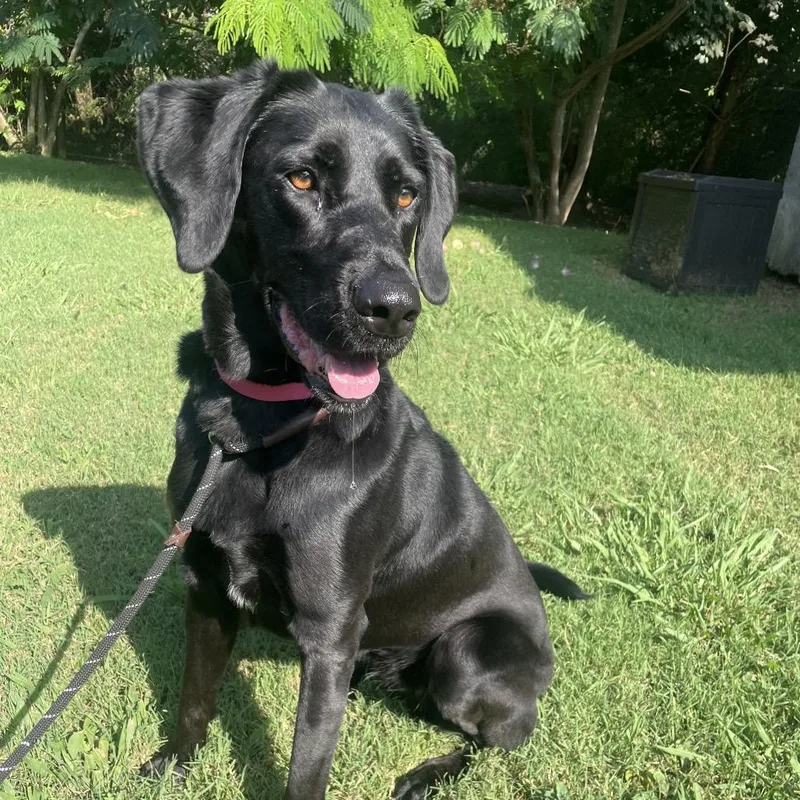 An adult medium-sized female Black Mixed Breed dog named Clove for adoption in Chattanooga, TN
