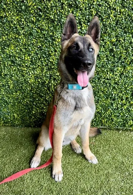 A young medium-sized male German Shepherd Dog dog named Radar for adoption in Naples, FL