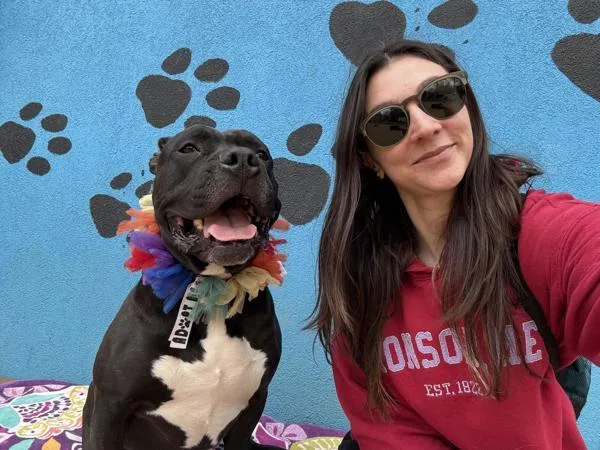 An adult medium-sized female Pit Bull Terrier dog named Anastasia for adoption in Tinton Falls, NJ