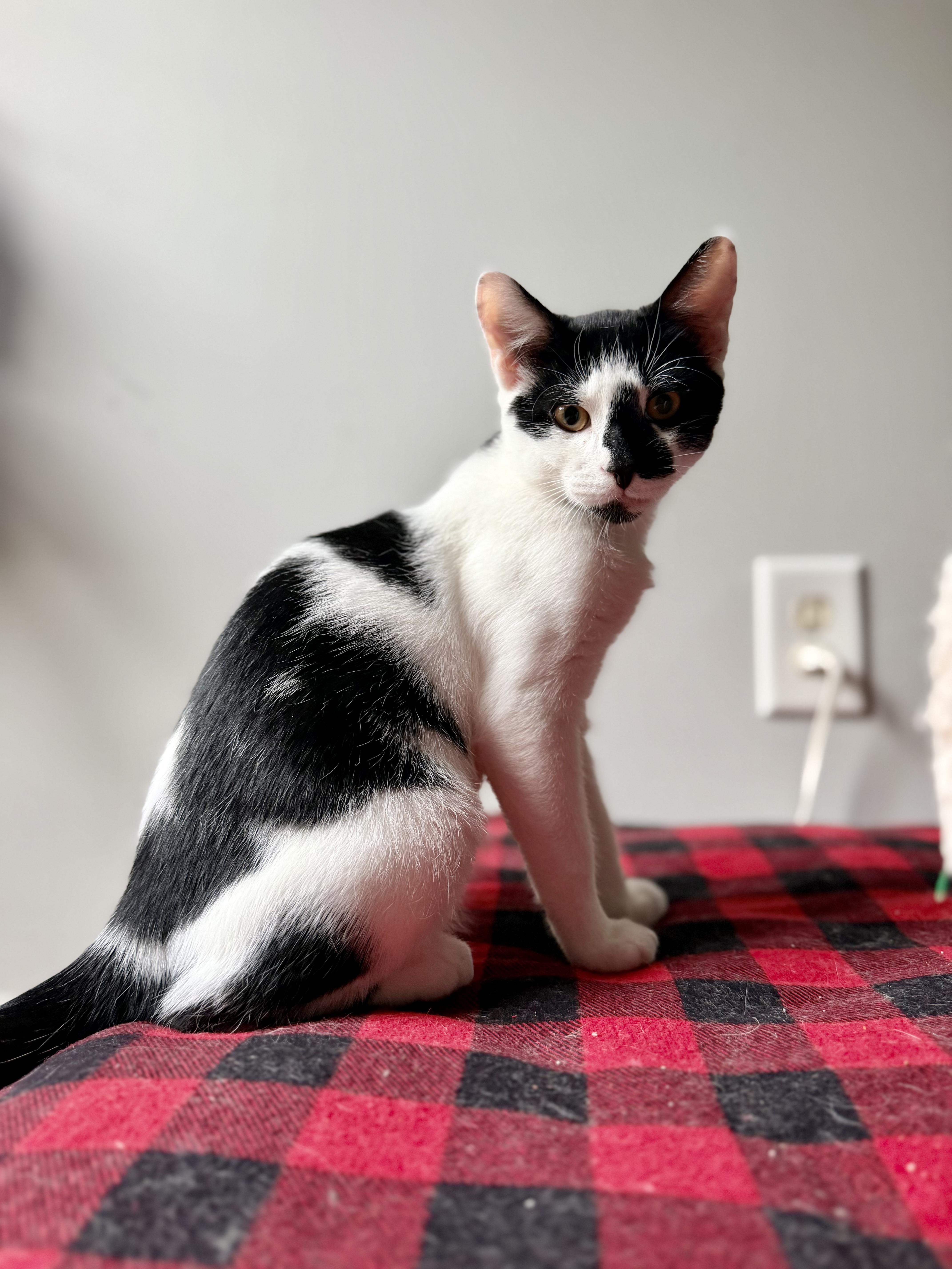 A young medium-sized male Black & White / Tuxedo Domestic Short Hair cat named Moose for adoption in Bellmawr, NJ