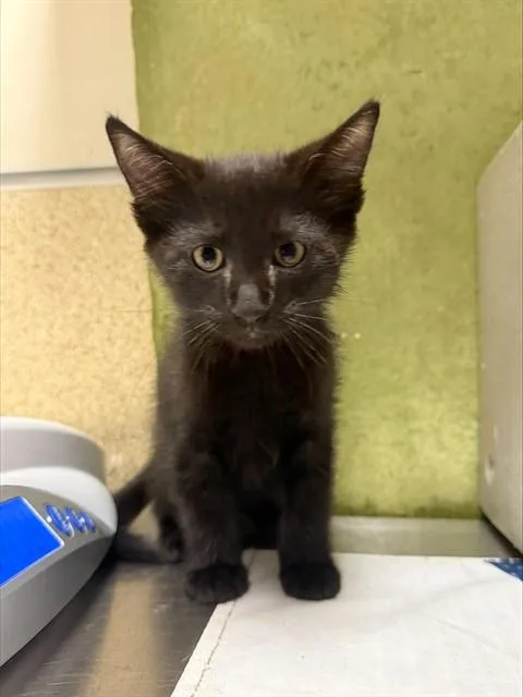 A baby small-sized male Domestic Short Hair cat named Flynn for adoption in Riverside, CA