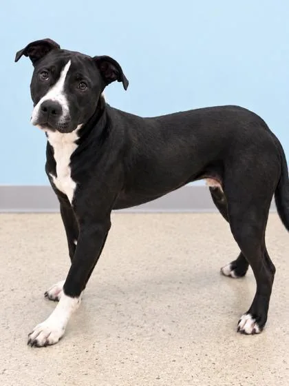 An adult medium-sized female Terrier dog named Bella for adoption in Gulfport, MS