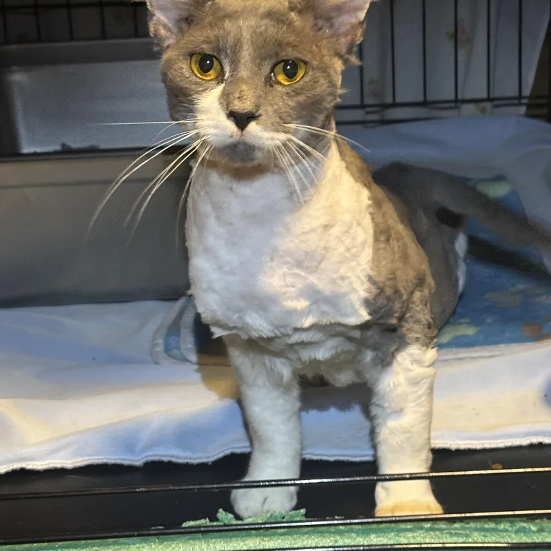 A young small-sized male Black & White / Tuxedo Domestic Short Hair cat named Saint for adoption in Pittsburgh, PA